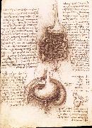 LEONARDO da Vinci Anatomical drawing of the stomach and the intestine painting